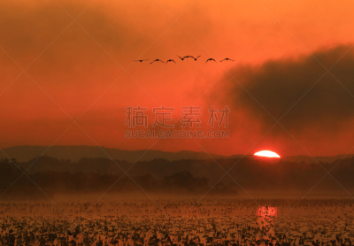 沼泽,长春花属,水,水平画幅,无人,鸟类,早晨,水库,户外,水禽