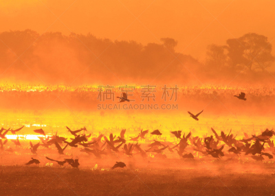 早晨,izunuma,水,天空,水平画幅,无人,鸟类,野外动物,沼泽,户外