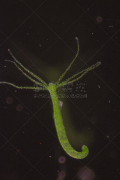 刺胞动物,水熄虫,水蛭,动物,小的,清新,教室,水彩画颜料,显微镜,垂直画幅