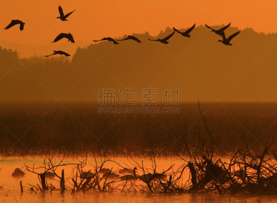 黎明,湿地,环境,云,水面,自然美,宫城县栗原市,鸟类,丘陵鹅,湖