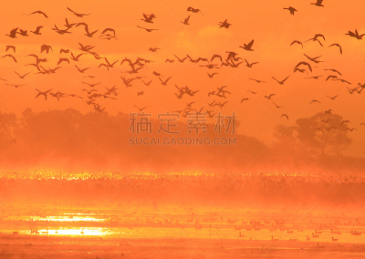 早晨,izunuma,水,天空,水平画幅,无人,鸟类,野外动物,沼泽,户外