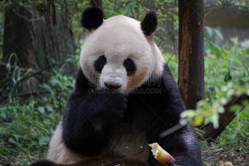 饥饿的,熊猫,可爱的,濒危物种,食品,野生动物,哺乳纲,生物,动物,中国