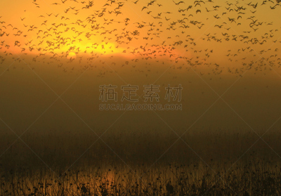 黎明,湿地,环境,云,水面,自然美,宫城县栗原市,鸟类,丘陵鹅,湖