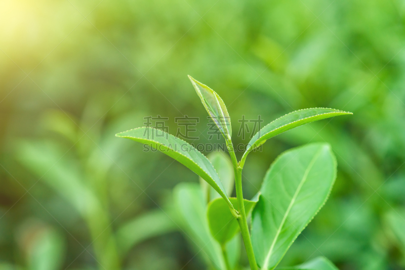清新,种植园,茶树,叶子,水,枝繁叶茂,健康,夏天,完美,农作物