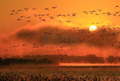 沼泽,长春花属,水,水平画幅,无人,鸟类,早晨,水库,户外,水禽