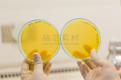 科学家,明胶,盘子,充满的,选择对焦,拿着,多色的,化学制品,玻璃,有毒生物体