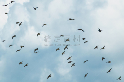 鸟类,天空,自然,椋鸟,蓝色,黑色,正下方视角,背景,飞,迁徙