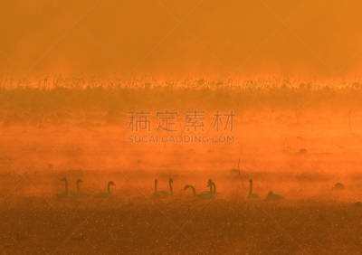 早晨,izunuma,水,天空,水平画幅,无人,鸟类,野外动物,沼泽,户外