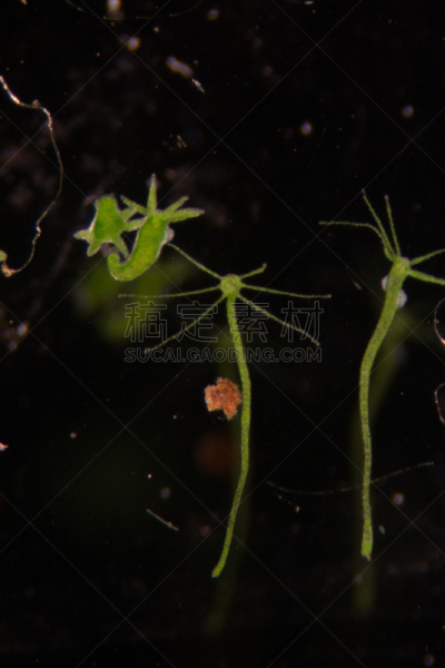 显微镜,刺胞动物,水熄虫,水蛭,动物,小的,清新,教室,水彩画颜料,教育