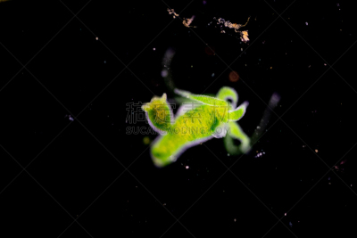 显微镜,水蛭,动物,水熄虫,刺胞动物,小的,清新,教室,水彩画颜料,教育
