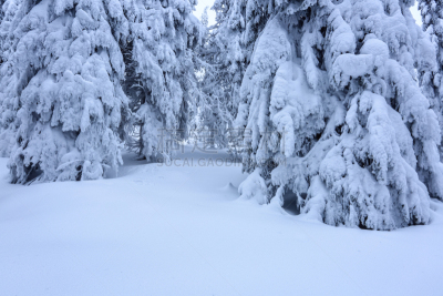 纹理效果,冬天,雪花,霜,雪,背景,森林,早晨,树,站