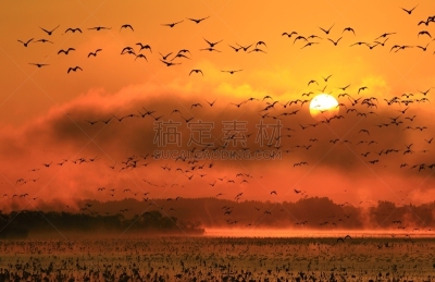 沼泽,长春花属,水,水平画幅,无人,鸟类,早晨,水库,户外,水禽