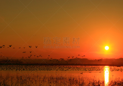 黎明,湿地,环境,云,水面,自然美,宫城县栗原市,鸟类,丘陵鹅,湖
