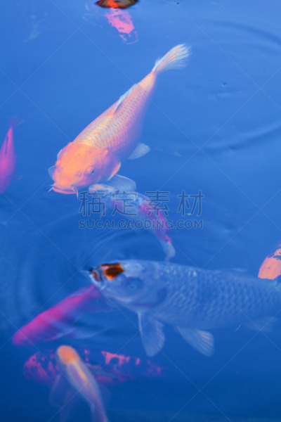 池塘,鲤鱼,锦鲤,日本,鱼类,多色的,平视角,热带气候,食品,橙色