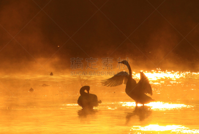黎明,湿地,环境,云,水面,自然美,宫城县栗原市,鸟类,丘陵鹅,湖