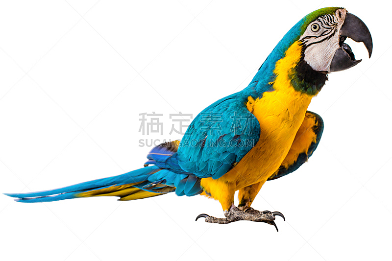 鸟类,鹦鹉,金刚鹦鹉,白色背景,分离着色,影棚拍摄,明亮,色彩鲜艳,多色的,黄色