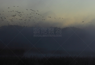 黎明,湿地,环境,云,水面,自然美,宫城县栗原市,鸟类,丘陵鹅,湖