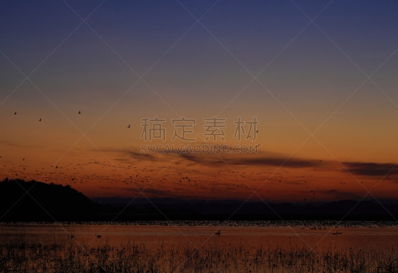 黎明,湿地,环境,云,水面,自然美,宫城县栗原市,鸟类,丘陵鹅,湖