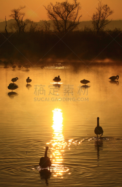 黎明,湿地,环境,云,水面,自然美,宫城县栗原市,鸟类,丘陵鹅,湖