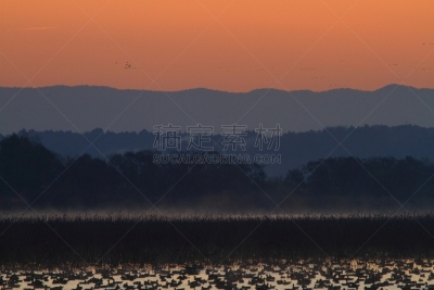 黎明,湿地,环境,云,水面,自然美,宫城县栗原市,鸟类,丘陵鹅,湖