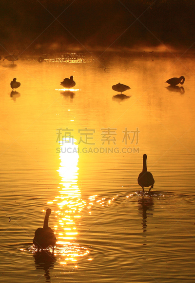 黎明,湿地,环境,云,水面,自然美,宫城县栗原市,鸟类,丘陵鹅,湖