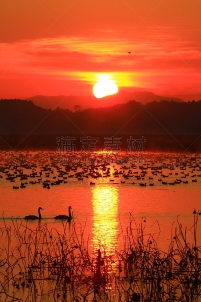 黎明,湿地,环境,云,水面,自然美,宫城县栗原市,鸟类,丘陵鹅,湖
