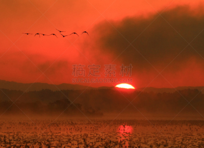 沼泽,长春花属,水,水平画幅,无人,鸟类,早晨,水库,户外,水禽
