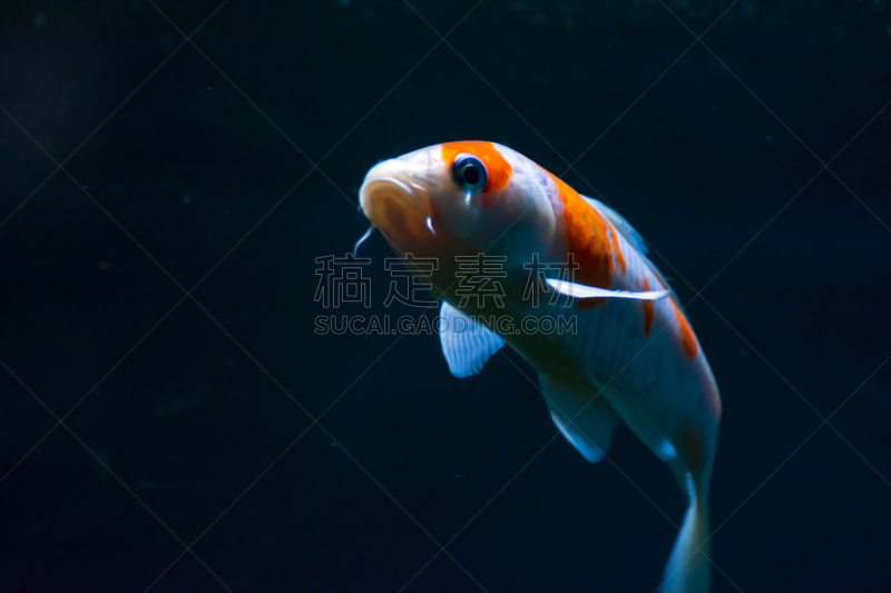 鱼类,金鱼,水族馆,伊乐藻属植物,人工饲养动物,棉,尼泊尔,动物,水下,白色