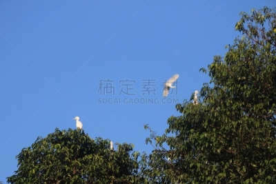 白鹭,印度尼西亚,苍鹭,非凡的,生物学,野生动物,鹭科,自然美,动物,生物学家