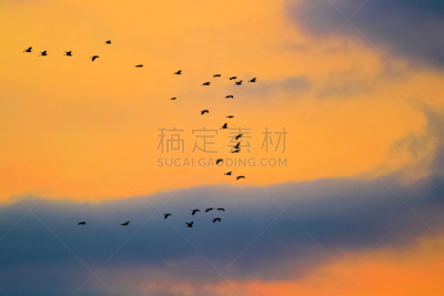 白鹭,印度尼西亚,苍鹭,非凡的,生物学,野生动物,鹭科,自然美,动物,生物学家