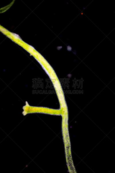 动物,刺胞动物,水熄虫,水蛭,显微镜,小的,清新,教室,水彩画颜料,教育