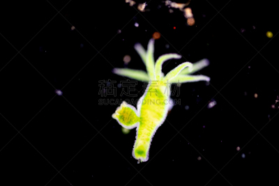 显微镜,水蛭,动物,水熄虫,刺胞动物,在下面,教室,清新,小的,教育