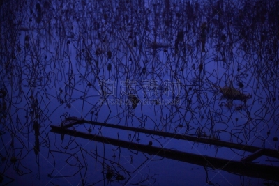 黎明,湿地,环境,云,水面,自然美,宫城县栗原市,鸟类,丘陵鹅,湖
