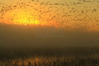 黎明,湿地,环境,云,水面,自然美,宫城县栗原市,鸟类,丘陵鹅,湖