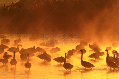 黎明,湿地,环境,云,水面,自然美,宫城县栗原市,鸟类,丘陵鹅,湖