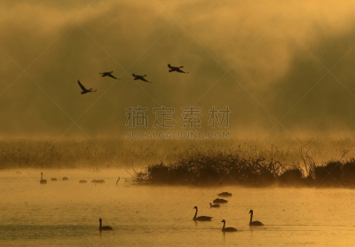黎明,湿地,环境,云,水面,自然美,宫城县栗原市,鸟类,丘陵鹅,湖