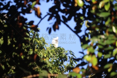 白鹭,印度尼西亚,苍鹭,非凡的,生物学,野生动物,鹭科,自然美,动物,生物学家