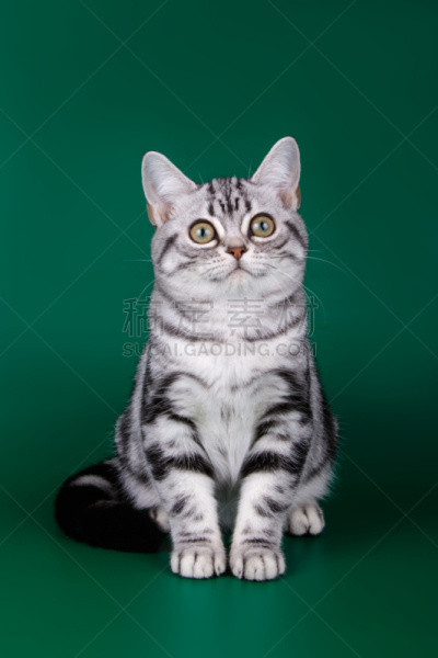 短毛猫,美国,彩色背景,可爱的,背景分离,肖像,哺乳纲,猫科动物,小的,头发