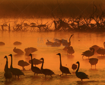 黎明,湿地,环境,云,水面,自然美,宫城县栗原市,鸟类,丘陵鹅,湖