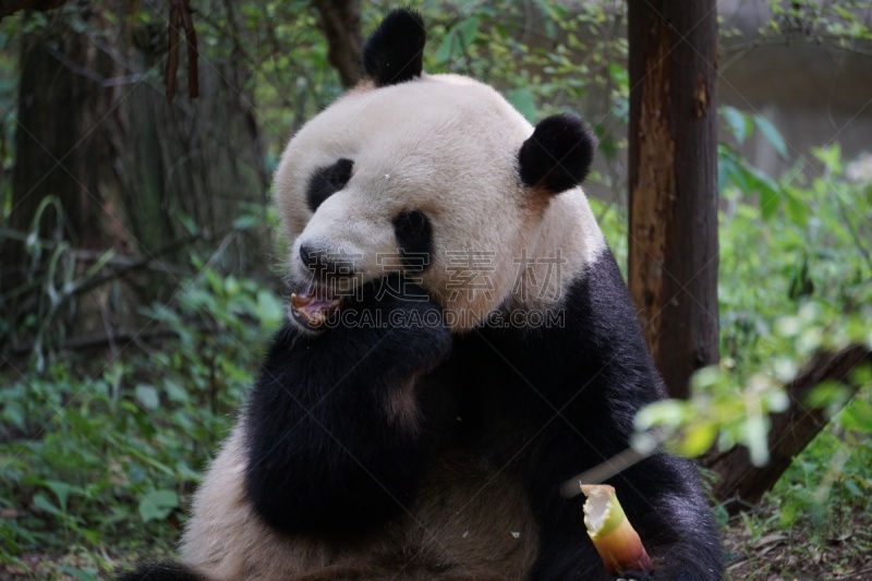 饥饿的,熊猫,可爱的,濒危物种,食品,野生动物,哺乳纲,生物,动物,中国