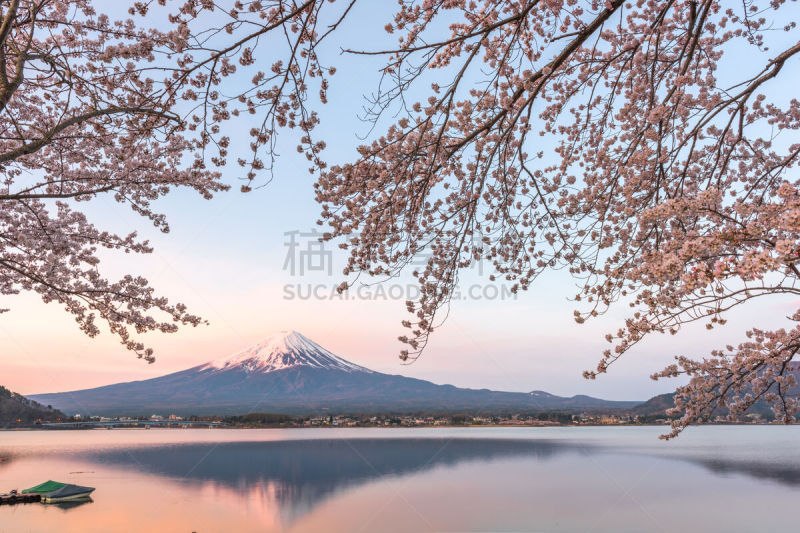 春天,富士山,黎明,曙暮光,黄昏,著名景点,湖,樱桃树,户外,富士河口湖