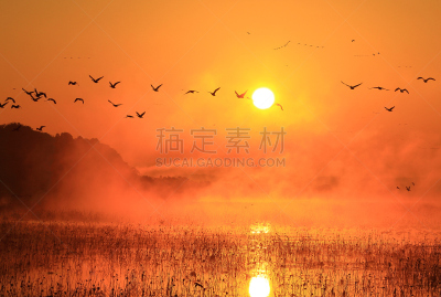 早晨,izunuma,水,天空,水平画幅,无人,鸟类,野外动物,沼泽,户外