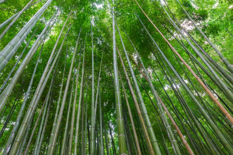 京都府 背景 岚山 日本 自然 竹 自然美 都市风光 竹林 传统图片素材下载 稿定素材