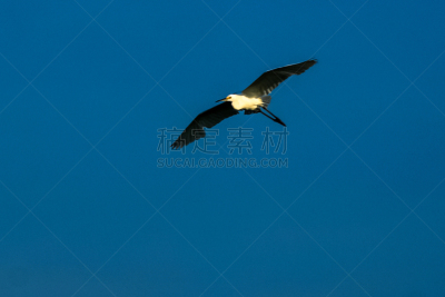 白鹭,印度尼西亚,苍鹭,非凡的,生物学,野生动物,鹭科,自然美,动物,生物学家