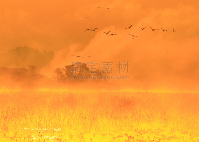 早晨,izunuma,水,天空,水平画幅,无人,鸟类,野外动物,沼泽,户外