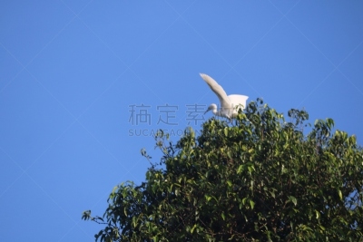 白鹭,印度尼西亚,苍鹭,非凡的,生物学,野生动物,鹭科,自然美,动物,生物学家