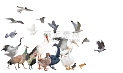 白色,一群鸟,孔雀羽毛,背景分离,鹳,脊椎动物,动物,丘陵鹅,鸟类,孔雀
