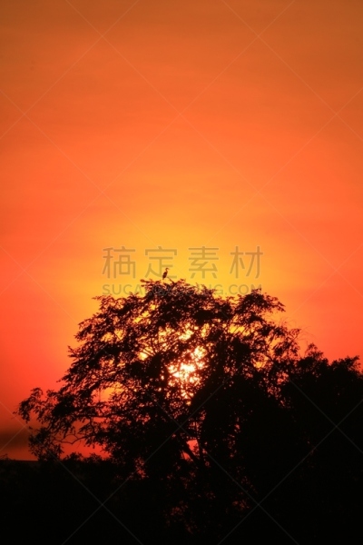 白鹭,印度尼西亚,苍鹭,非凡的,生物学,野生动物,鹭科,自然美,动物,生物学家