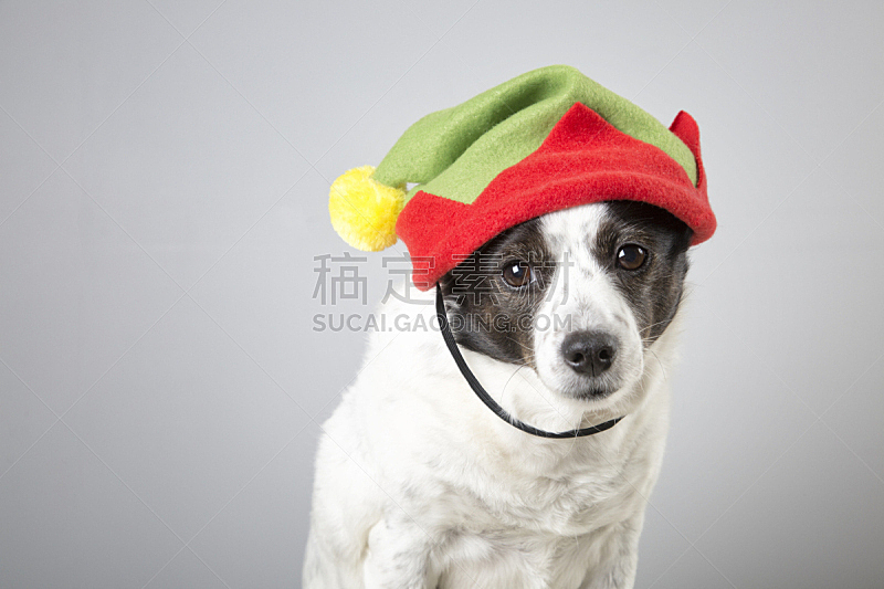 眼镜 领带 狗 幽默 奇异的 帽子 杰克拉瑟短腿犬 垂直画幅 梗犬 白色图片素材下载 稿定素材