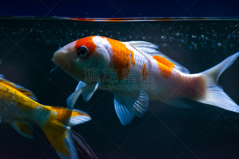 鱼类,金鱼,水族馆,伊乐藻属植物,人工饲养动物,棉,尼泊尔,动物,水下,白色